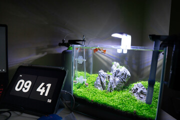 Small Planted Aquarium