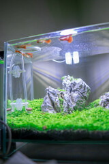 Red Guppies in a Planted Nano Tank