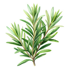 Fototapeta premium Watercolor Illustration of a Fresh Rosemary Herb Branch on White Background