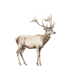 Majestic Stag with Imposing Antlers Gracefully Strolling in a Serene Natural Environment