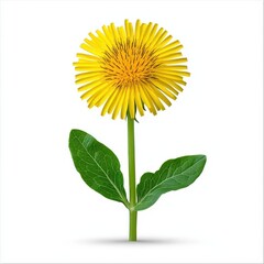 Obraz premium A photostock of a bright yellow dandelion flower with vibrant green leaves, isolated on a clean white background, fresh and natural, High Quality