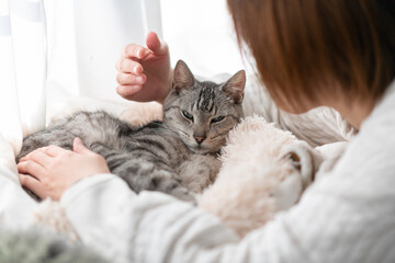 可愛い猫を撫でる人　サバトラ猫
