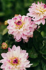 Obraz premium Close up of water droplets on white and pink Dahlias in outdoor garden