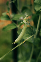Close up of green garden peas growing up a trellis in a backyard