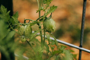 Close up of green tomatoes after a rain shower in backyard garden