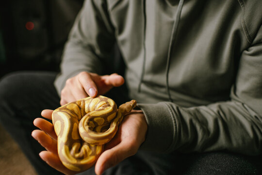 Pet owner gently holding an albino ball python in their palm