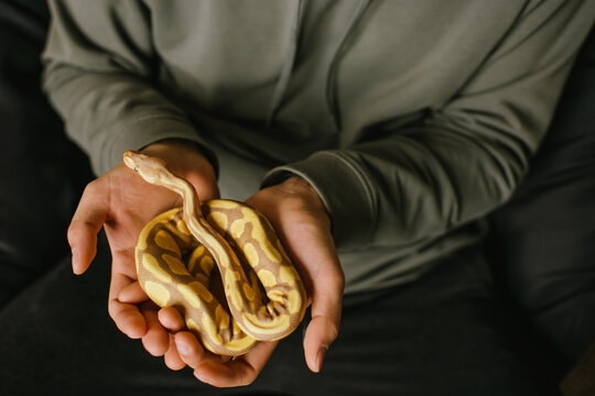 Top view of pet owner gently holding albino ball python in their palms