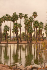 Palm trees in pond water reflection