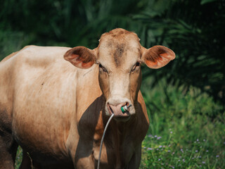 Brown cow stands in a grassy field on a sunny day near a farm