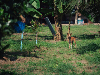 Wild fox roaming through a grassy area near tropical trees in th