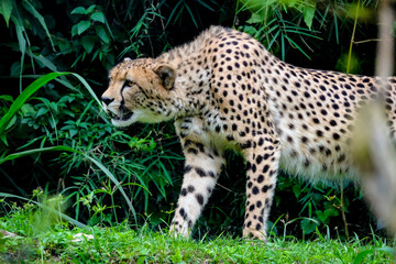 A male cheetah ( Acinonyx Jubatus) looking for prey