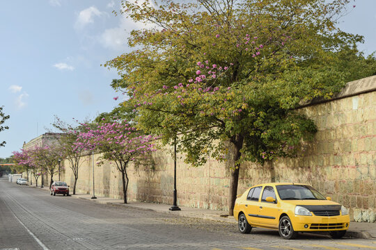 Trees with pink flowers blomming in the historic center of Oaxaca