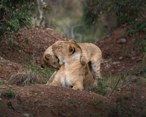 Tender Bond: Lioness and Cub in the African Wilderness