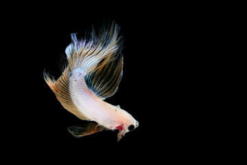 Obraz premium Portrait of betta fish on black background