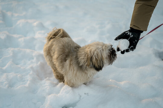 Small dog sniffing a snowball held by a gloved hand in Oslo