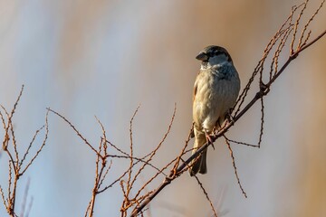 A House Sparrow Perched on a Bare Branch