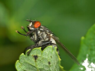 Macro Photography of a Fly on a Leaf