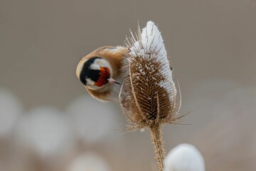 Goldfinch on a Snow-Covered Thistle