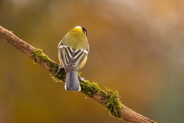 A Great Tit Perched on Mossy Branch, Autumnal Backdrop