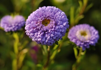 Dew-Kissed Purple Aster Blooms day