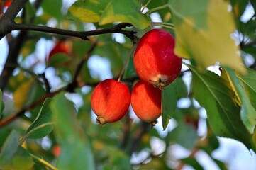 Sunlit Red Apples on a Branch
