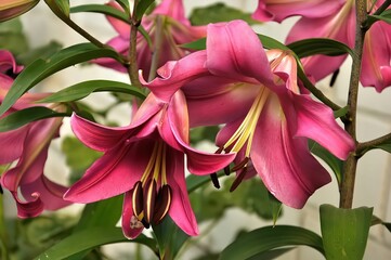 Vibrant Pink Lilies in Full Bloom