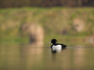 Tuft Duck on Calm Water