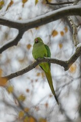 A Rosy-ringed Parakeet on a Snowy Branch