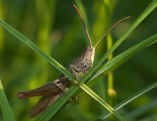 Grasshopper on Blade of Grass: A Close-Up in Nature