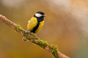 Great Tit on Mossy Branch: A Vibrant Autumn Portrait