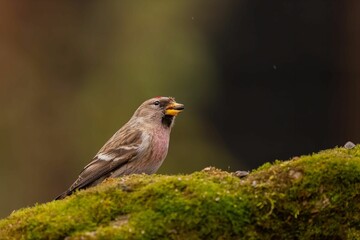 Common Redpoll on Mossy Log in Forest
