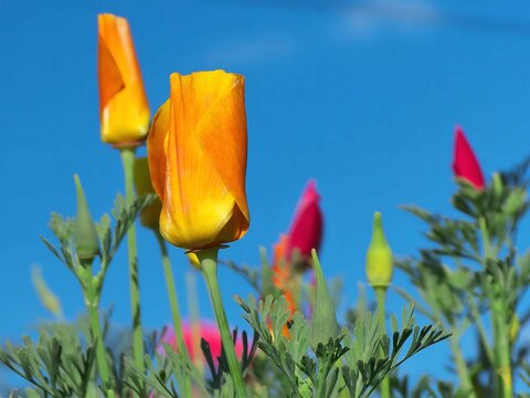 Vibrant California Poppies Blooming Under a Sunny Sky