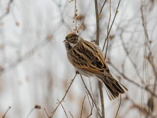 Stunning  Close-up of a Meadow Bunting Perched on a Winter Branch