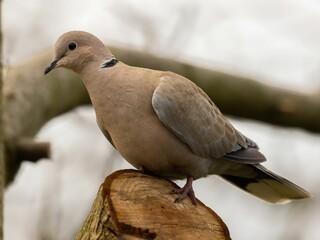 Close-up of a graceful Collared Dove perched on a tree stump