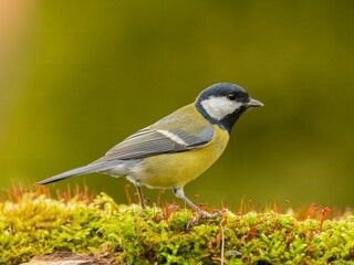 Great Tit on Mossy Log: A Vibrant Springtime Portrait