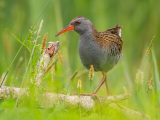 Water Rail Bird in its Natural Habitat