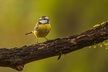 Fototapeta premium Azure Tit on Branch: A Moment of Serenity in Nature