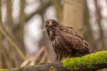 Majestic Buzzard Perched on Mossy Branch