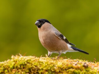 A female Eurasian bullfinch perched on moss,