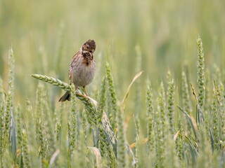 Corn Bunting in a Wheat Field