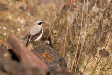 Northern Wheatear Bird with Prey on a Rock