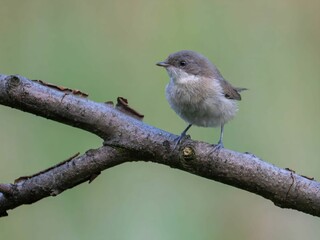 Obraz premium A Charming Little Bird Perched on a Branch