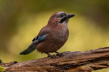 Eurasian Jay Perched on a Branch