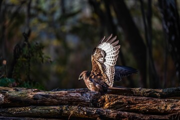 Majestic Buzzard in Autumnal Woods: Wings Spread Wide