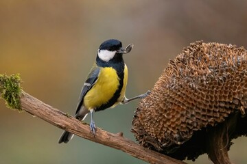 Great Tit Perched on Branch with Sunflower Seed
