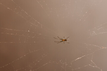 Spider in middle of Web