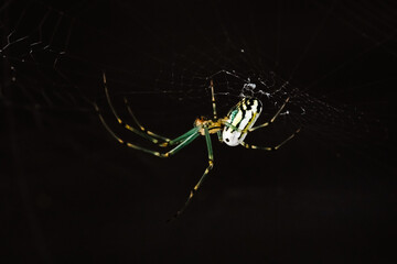 Up Close of a Green, Yellow, and Brown Spider