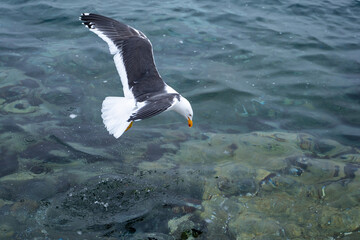 Kelp gull (Larus dominicanus) is fishing. Antarctica.