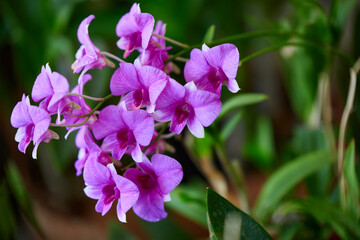 Fototapeta premium Close-up of pink orchid blooming on branch