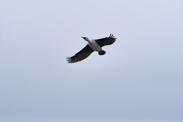 Antarctic shags (Leucocarbo bransfieldensis) in Anatrctica.